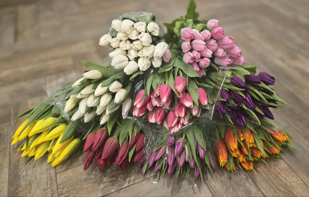 Тюльпаны свежие - Барахолка в Тольятти