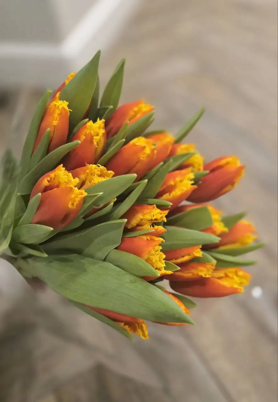 Тюльпаны свежие - Барахолка в Тольятти