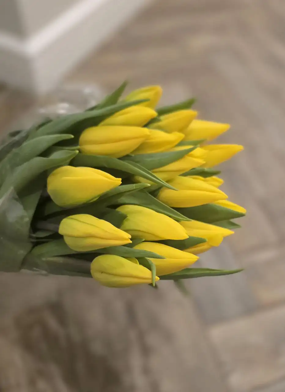 Тюльпаны свежие - Барахолка в Тольятти