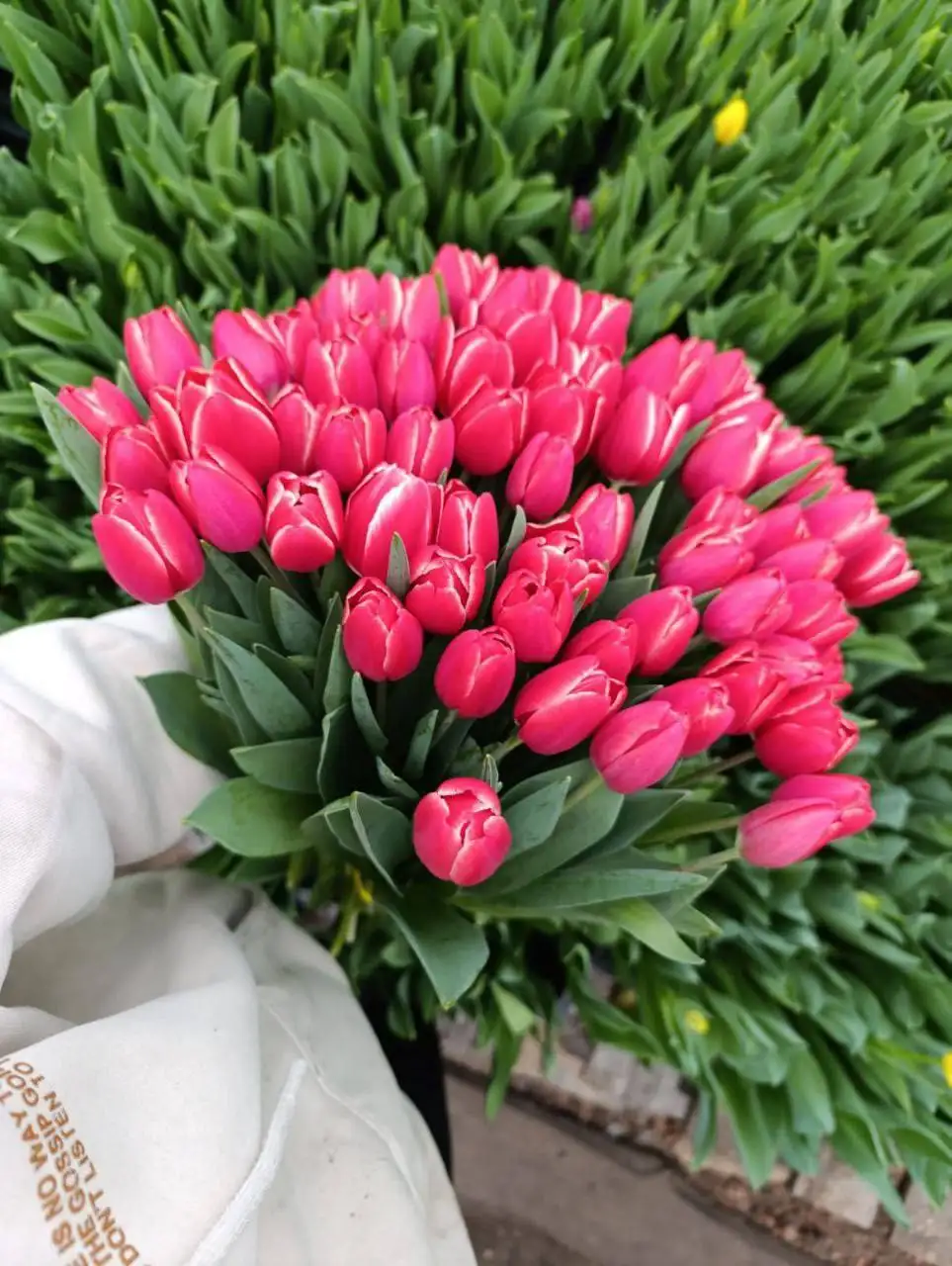 Букеты тюльпанов - Цветы (Барахолка) в Тольятти