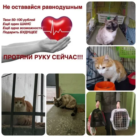 Сбор средств для стерилизации и содержания кошечки и котика в Тольятти - Сельскохозяйственные животные в Тольятти