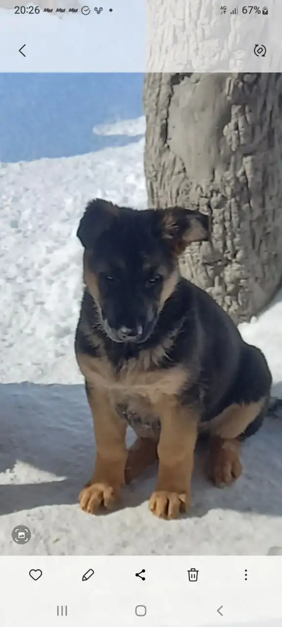 Немецкая овчарка девочка ищет хозяина - Собаки (Животные) в Тольятти