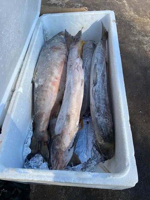 Свежемороженая рыба с Камчатки - Находки в Тольятти