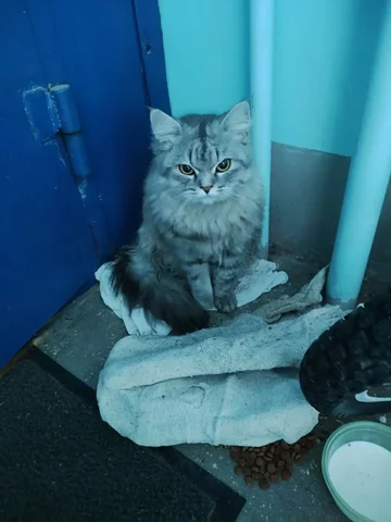 Потерянная кошка в 10 квартале района бульвара Луначарского - Находки в Тольятти