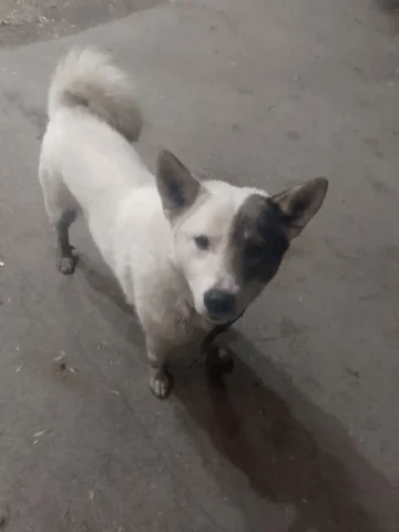 Найдена собака в Тольятти - Находки в Тольятти