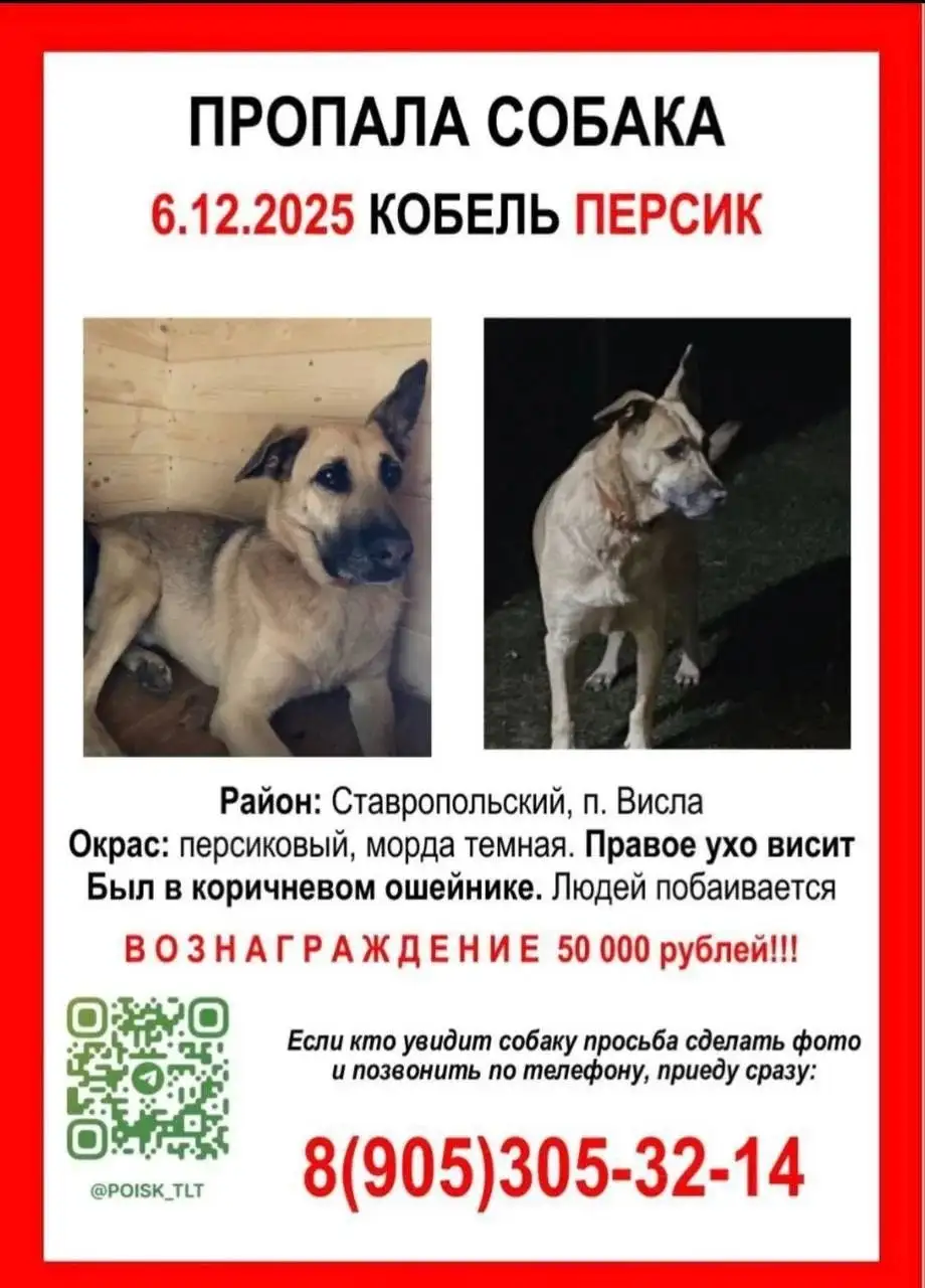 Пропала собака по кличке Персик в Тольятти - Собаки (Животные) в Тольятти