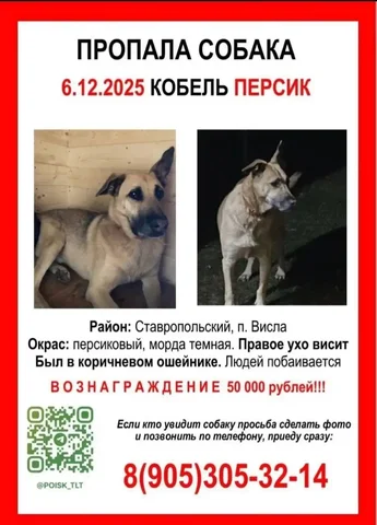 Пропала собака по кличке Персик в Тольятти - частное объявление в Тольятти