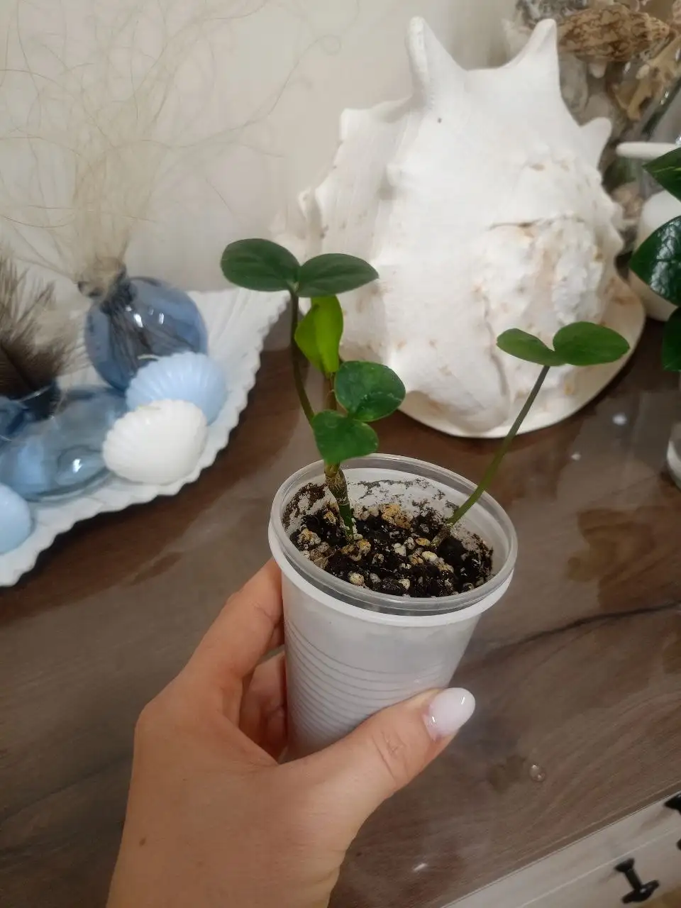 Замиокулькас разных размеров - Комнатные растения (Хобби и отдых) в Тольятти