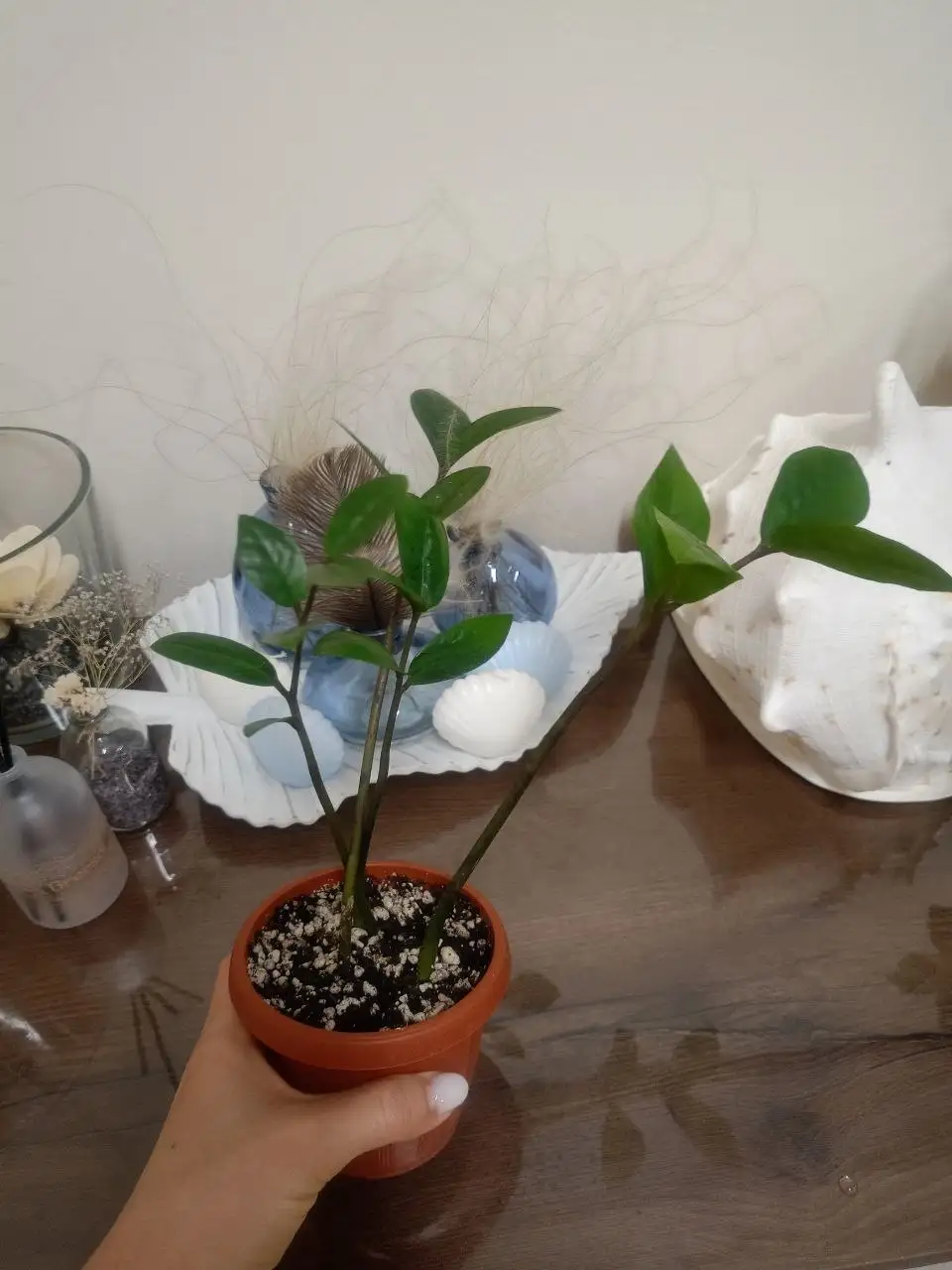 Замиокулькас разных размеров - Комнатные растения (Хобби и отдых) в Тольятти