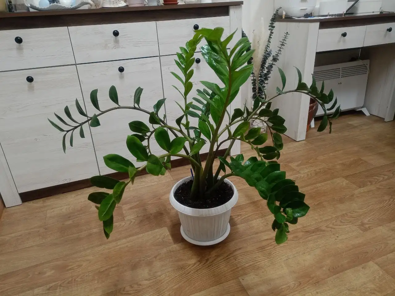 Замиокулькас разных размеров - Комнатные растения (Хобби и отдых) в Тольятти