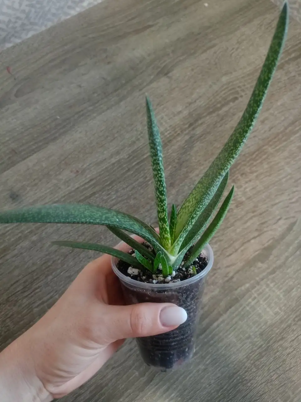 Гастерия пятнистая - Растения (Барахолка) в Тольятти