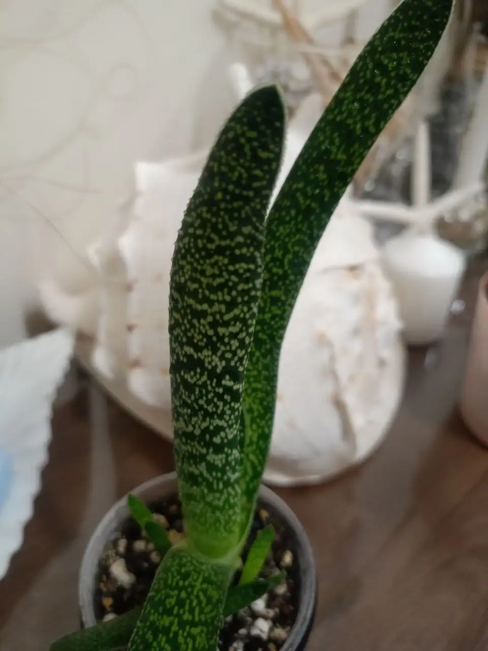 Гастерия пятнистая - Растения (Барахолка) в Тольятти