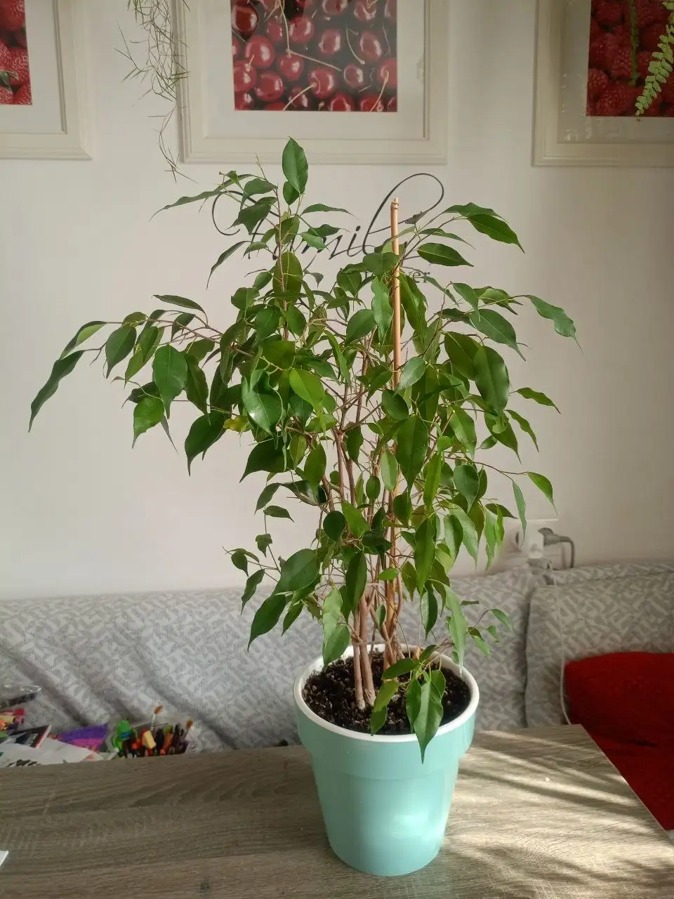 Фикус Бенджамина 85 см - Растения (Барахолка) в Тольятти