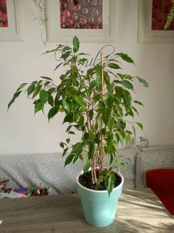Фикус Бенджамина 85 см - частное объявление в Тольятти