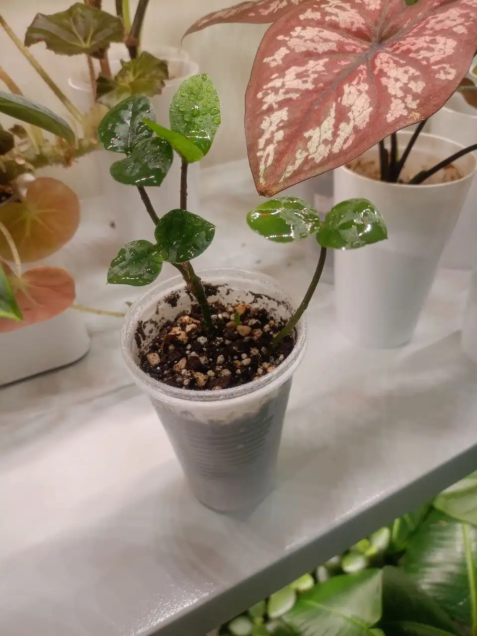 Продажа замиокулькаса в Тольятти - Растения (Барахолка) в Тольятти