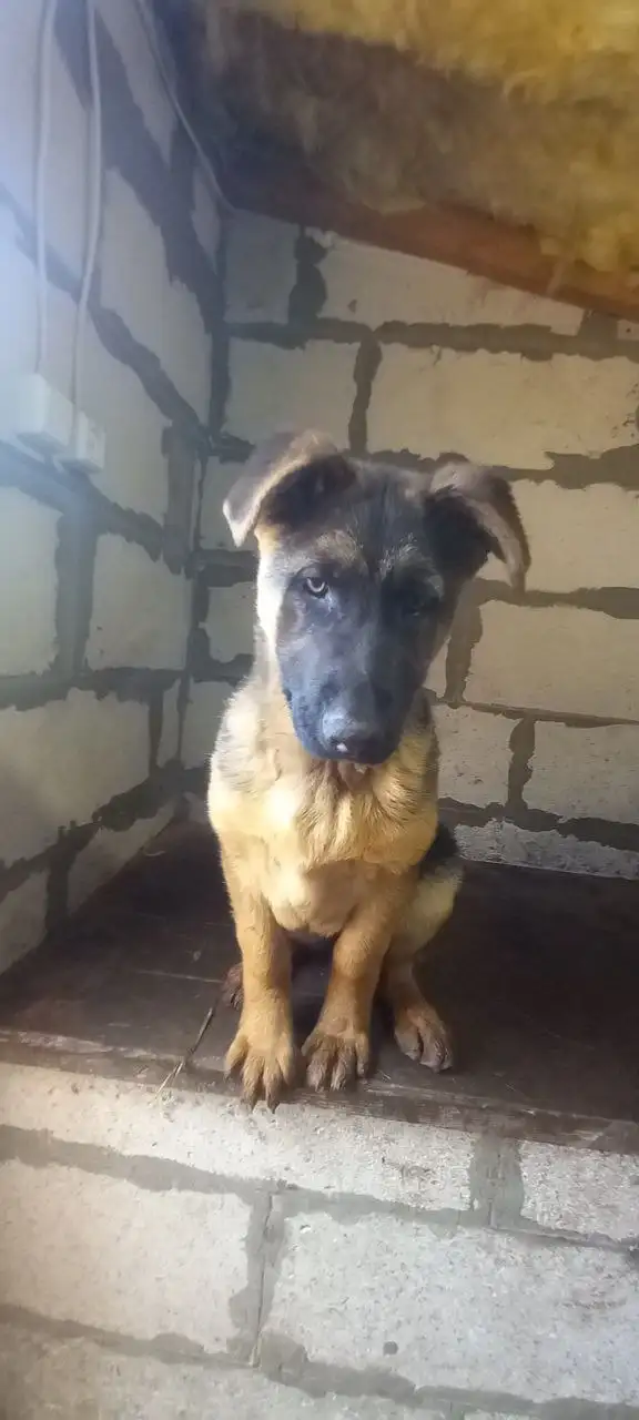 Немецкая овчарка 4 месяца - Собаки (Животные) в Тольятти