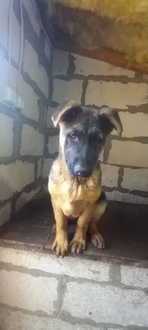 Немецкая овчарка 4 месяца - Ветеринарные препараты в Тольятти