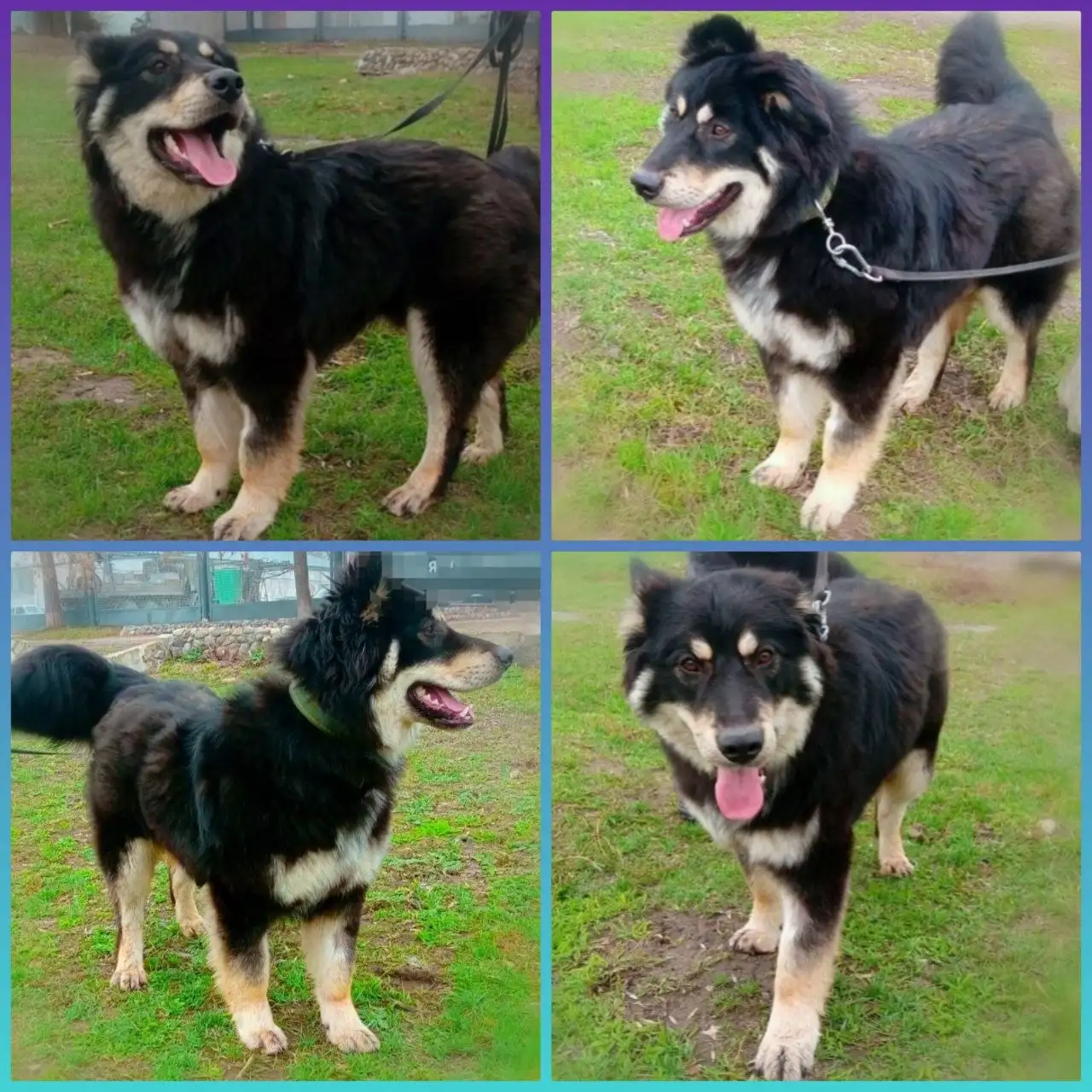 Ищу семью для метиса немецкой овчарки Чака в Тольятти - Собаки (Животные) в Тольятти