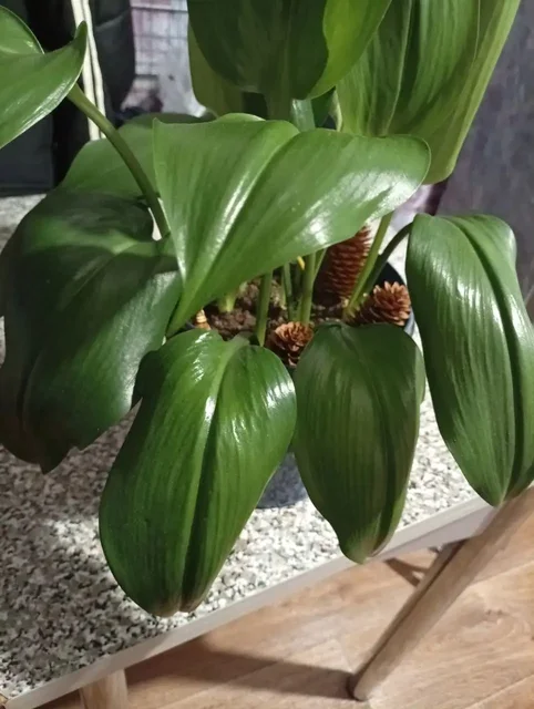 Продаётся Эухарис Амазонская лилия 10 луковец - Лодки и моторы в Тольятти