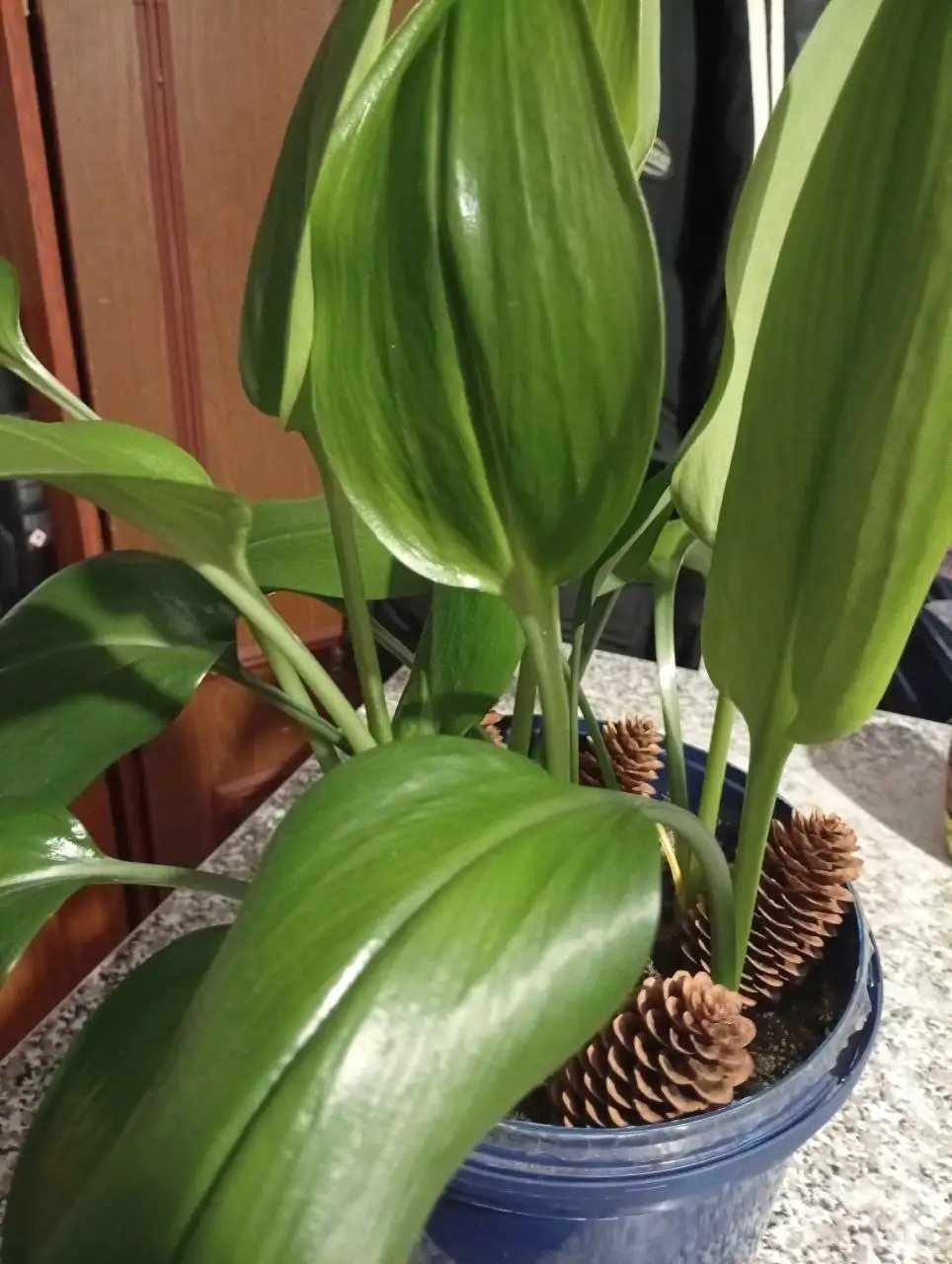 Продаётся Эухарис Амазонская лилия 10 луковец - Растения (Хобби и отдых) в Тольятти