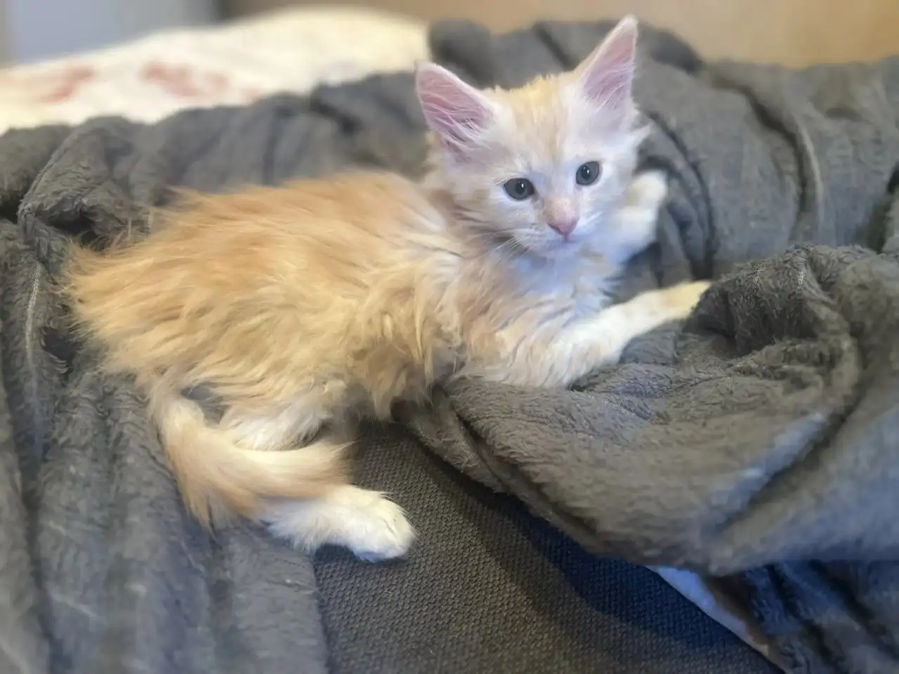 Продажа котят мейн кун - Кошки (Животные) в Тольятти