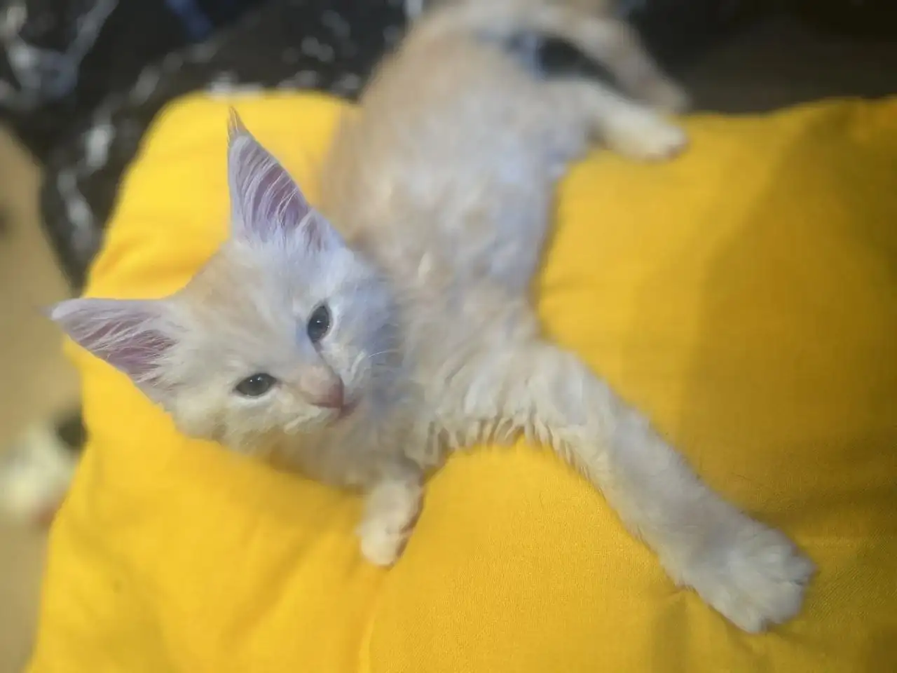 Продажа котят мейн кун - Кошки (Животные) в Тольятти