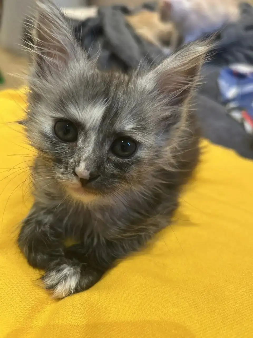 Продажа котят мейн кун - Кошки (Животные) в Тольятти