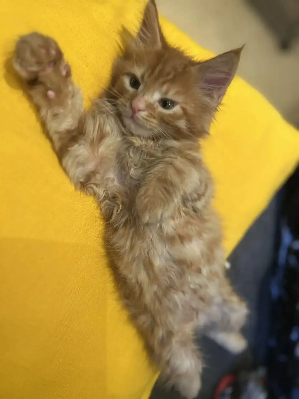 Продажа котят мейн кун - Кошки (Животные) в Тольятти