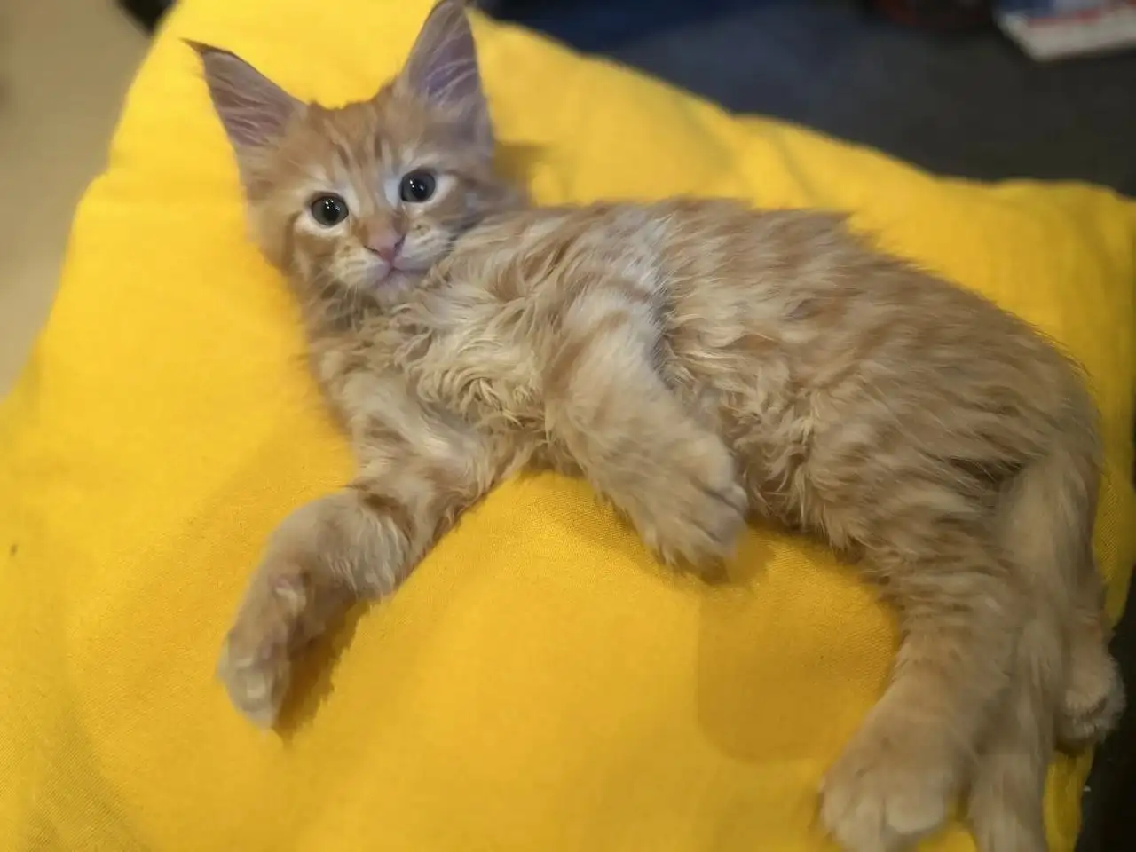 Продажа котят мейн кун - Кошки (Животные) в Тольятти