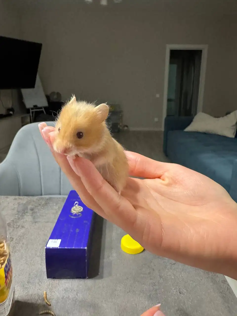 Обмен хомячков на что-нибудь интересное - Грызуны (Животные) в Тольятти