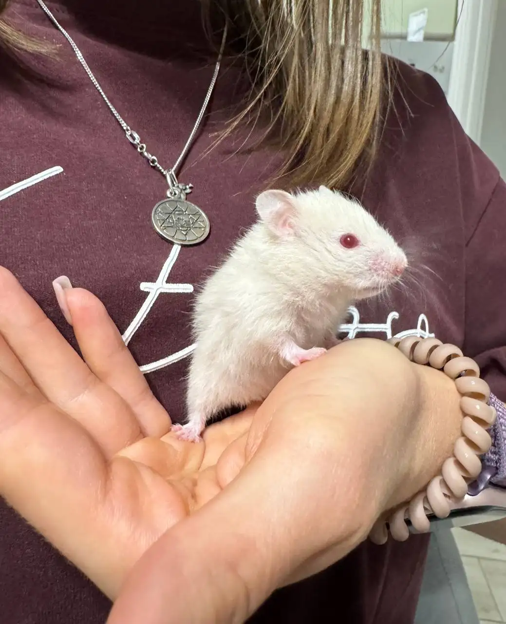 Обмен хомячков на что-нибудь интересное - Грызуны (Животные) в Тольятти