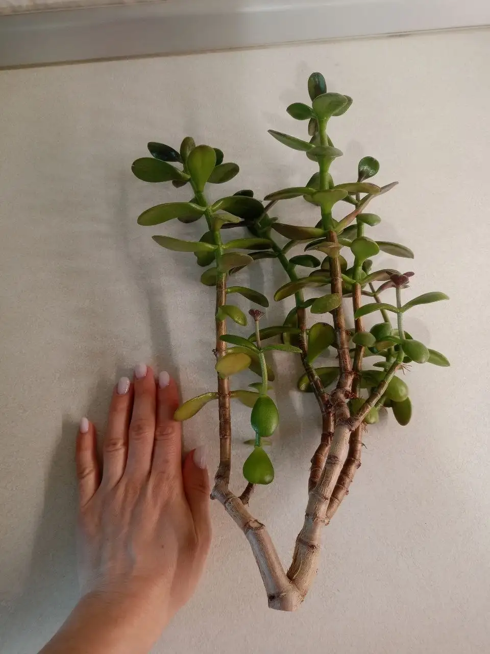 Большой срез Толстянки (Денежное дерево) - Растения в Тольятти