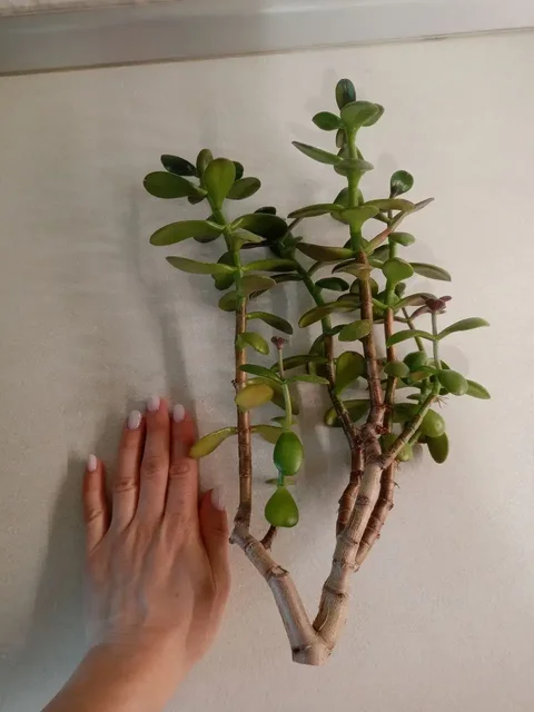 Большой срез Толстянки (Денежное дерево) - частное объявление в Тольятти