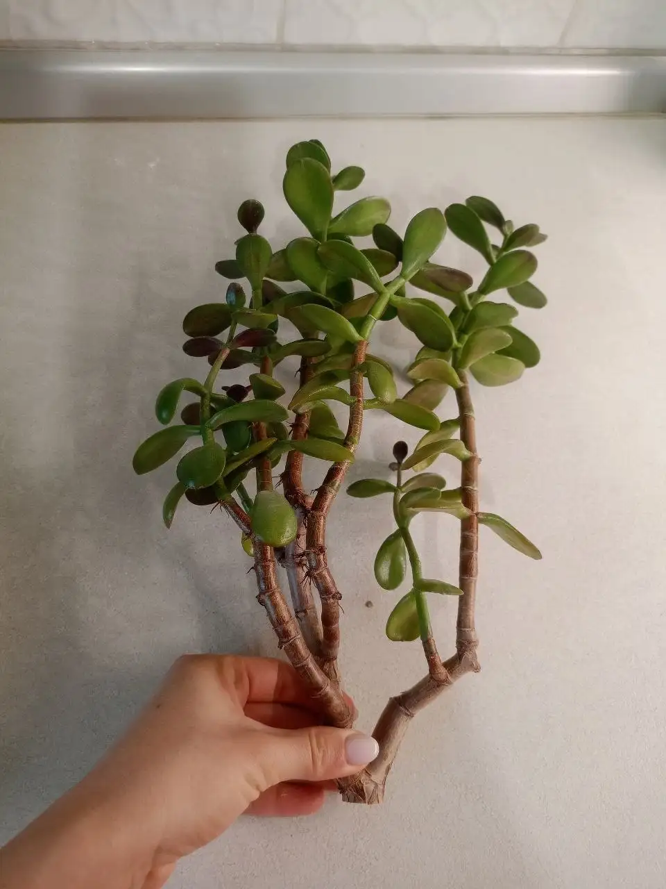 Большой срез Толстянки (Денежное дерево) - Растения в Тольятти