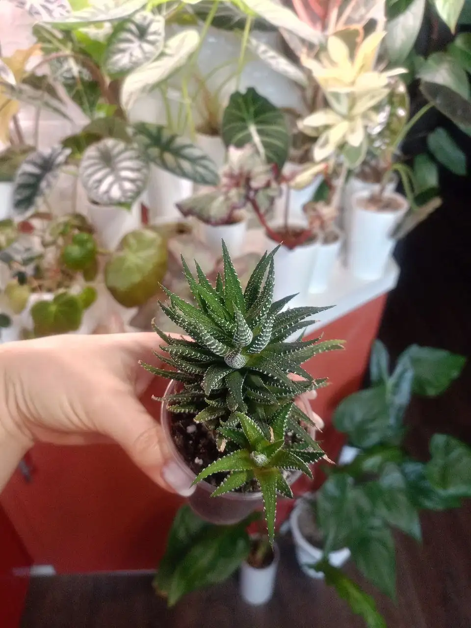 Хавортия полосатая - Барахолка в Тольятти