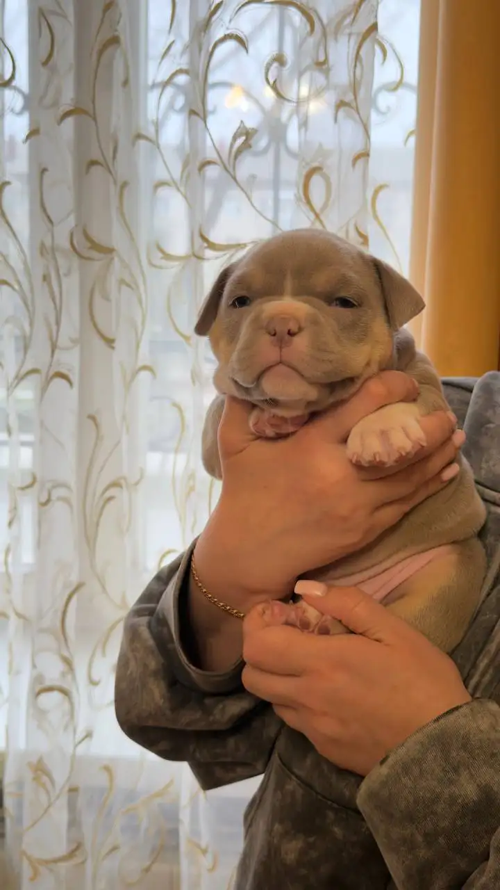 Продажа щенков Американский булли (покет) - Щенки (Животные) в Тольятти