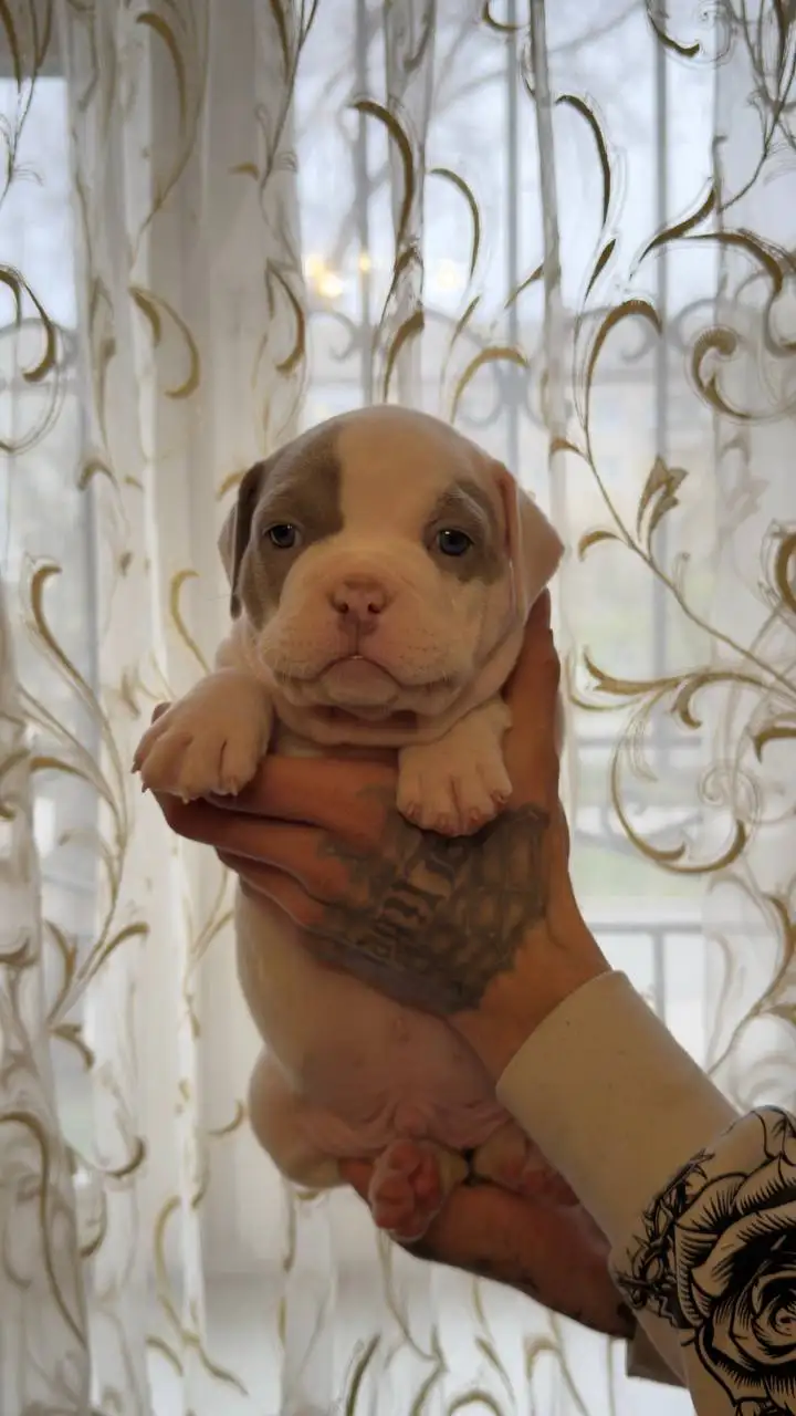 Продажа щенков Американский булли (покет) - Щенки (Животные) в Тольятти