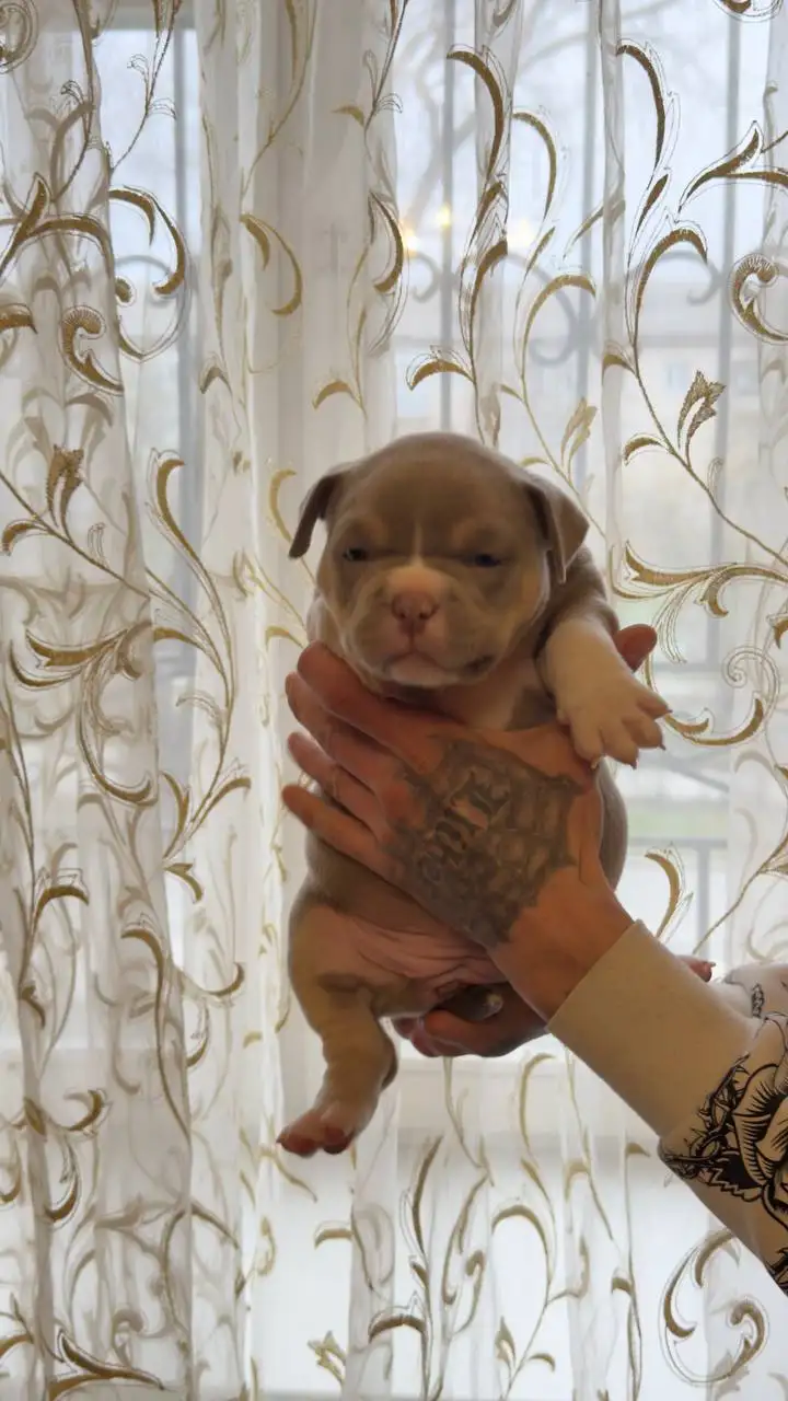 Продажа щенков Американский булли (покет) - Щенки (Животные) в Тольятти