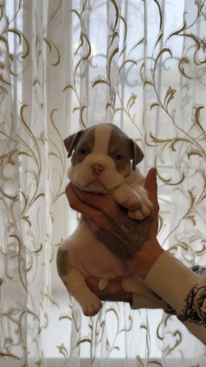 Продажа щенков Американский булли (покет) - Щенки (Животные) в Тольятти