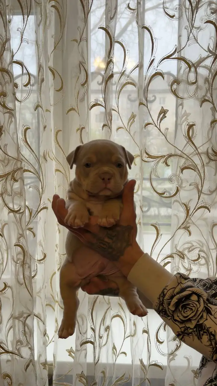 Продажа щенков Американский булли (покет) - Щенки (Животные) в Тольятти