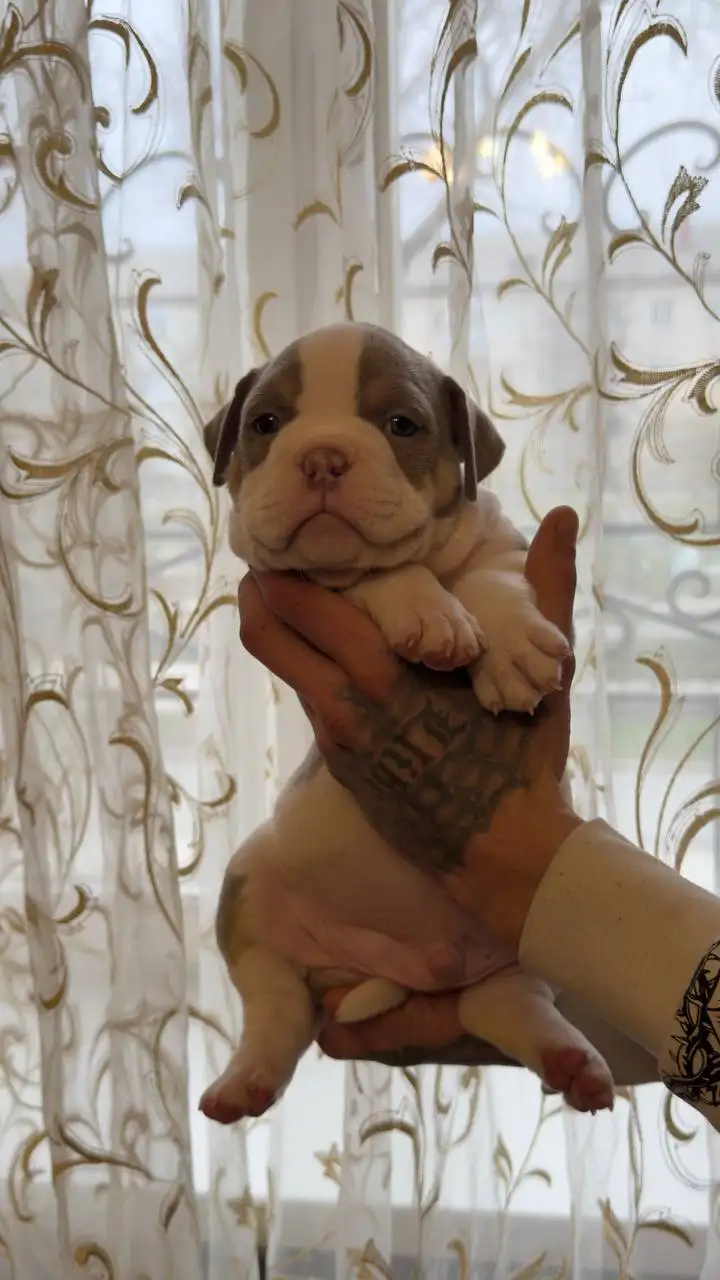 Продажа щенков Американский булли (покет) - Щенки (Животные) в Тольятти