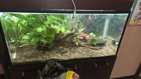 Аквариум 200 литров с тумбой и оборудованием - Аквариумы в Тольятти