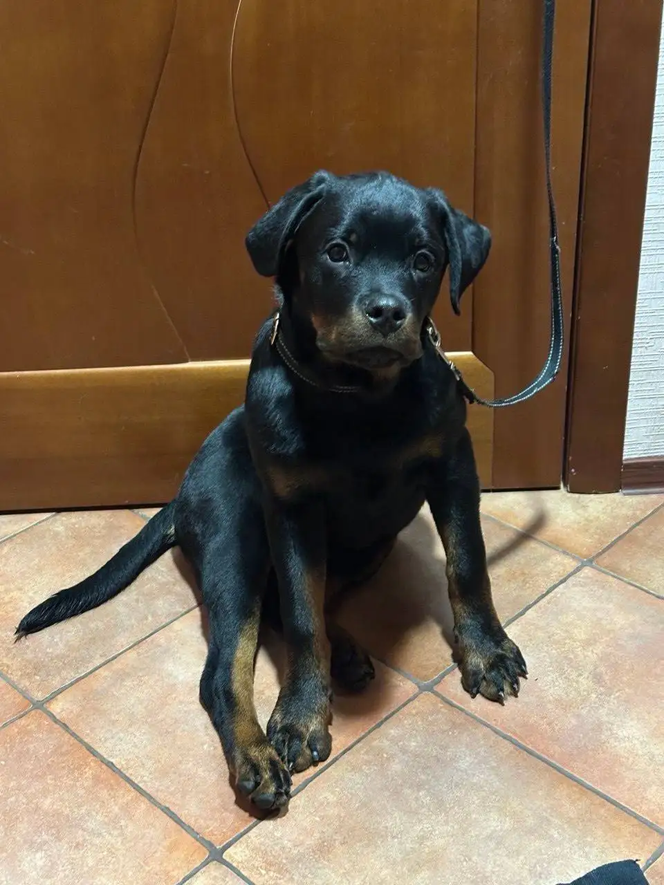 Потерялась собака ротвейлер Рагнар - Потеряшки (Барахолка) в Тольятти