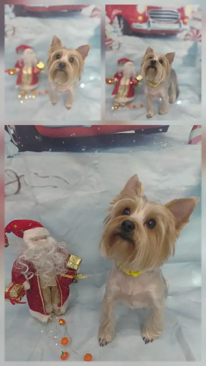 Продажа котика породы йорк в Новороссийске