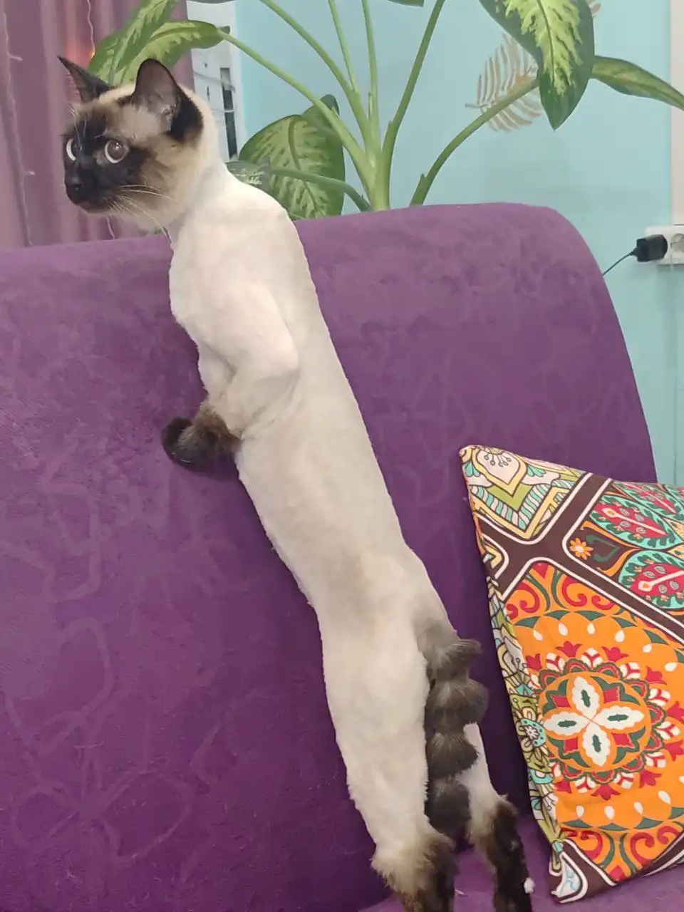 Продажа котика породы йорк в Новороссийске