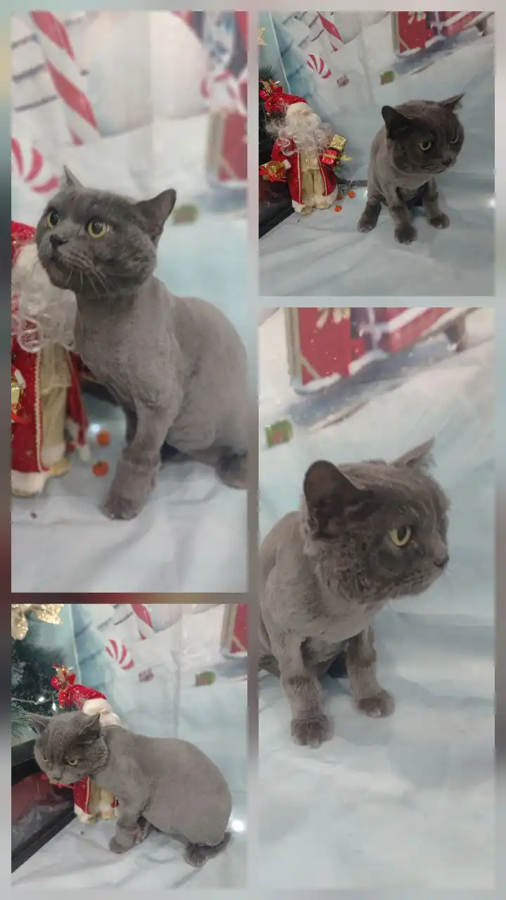 Продажа котика породы йорк в Новороссийске