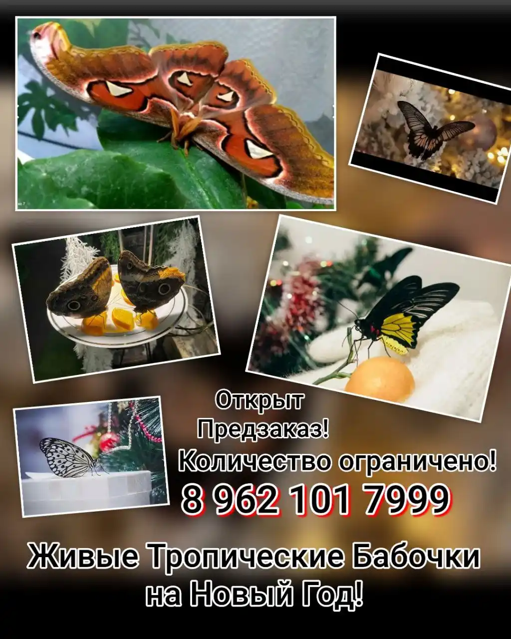 Живые бабочки - волшебный подарок к Новому Году