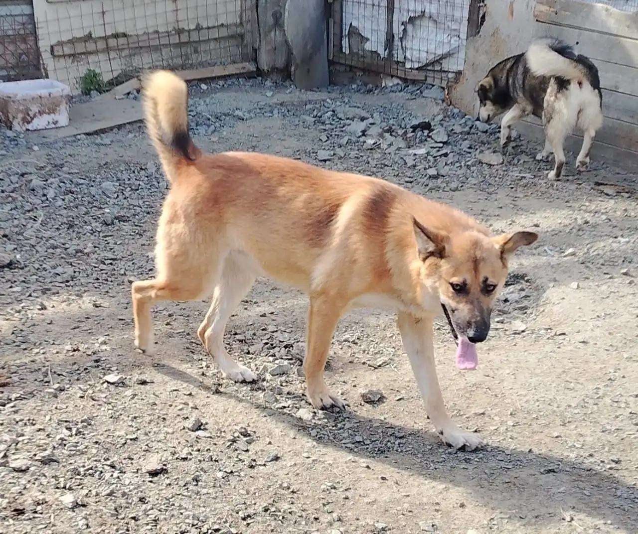 Пес с охранными качествами ищет дом