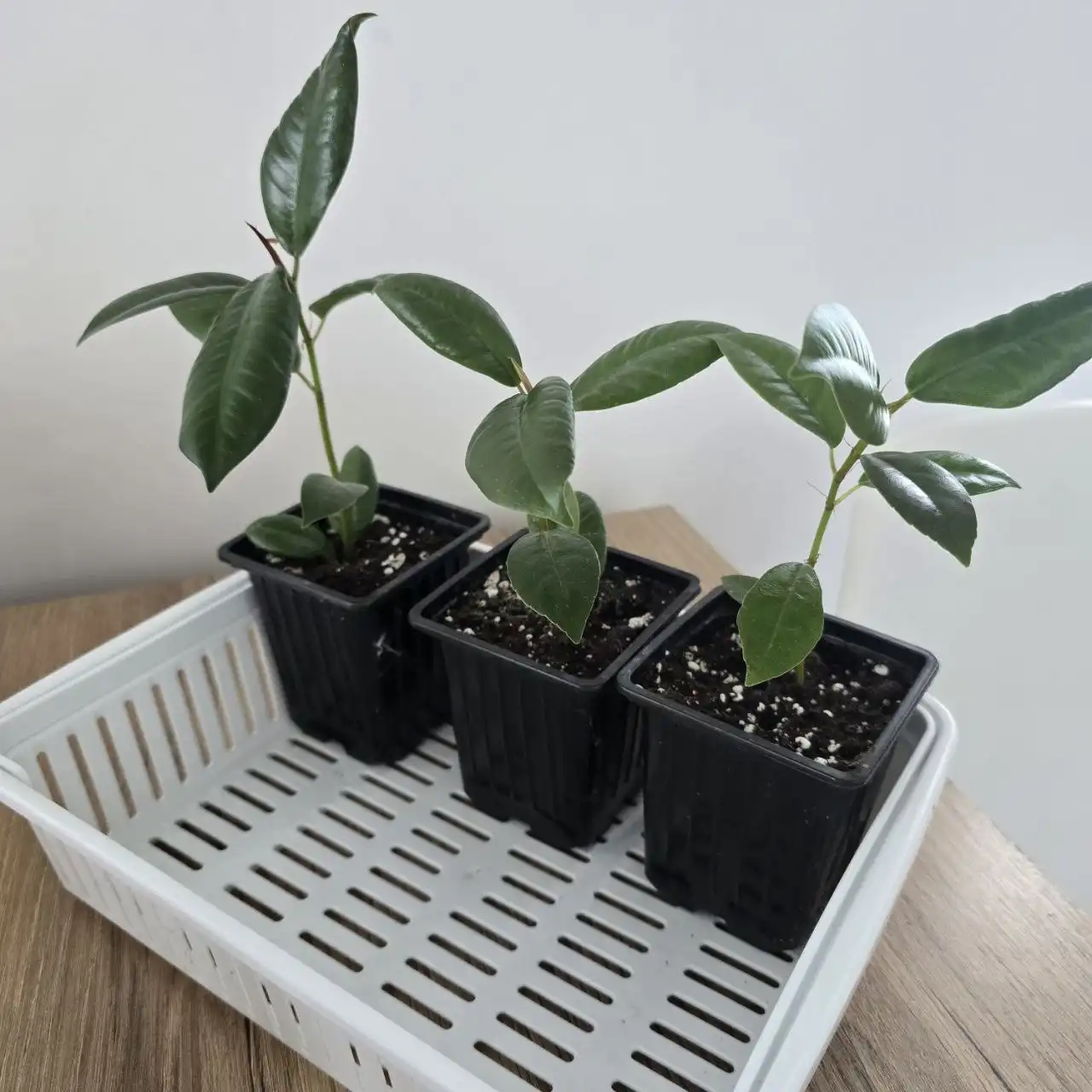 Продам фикусы детки