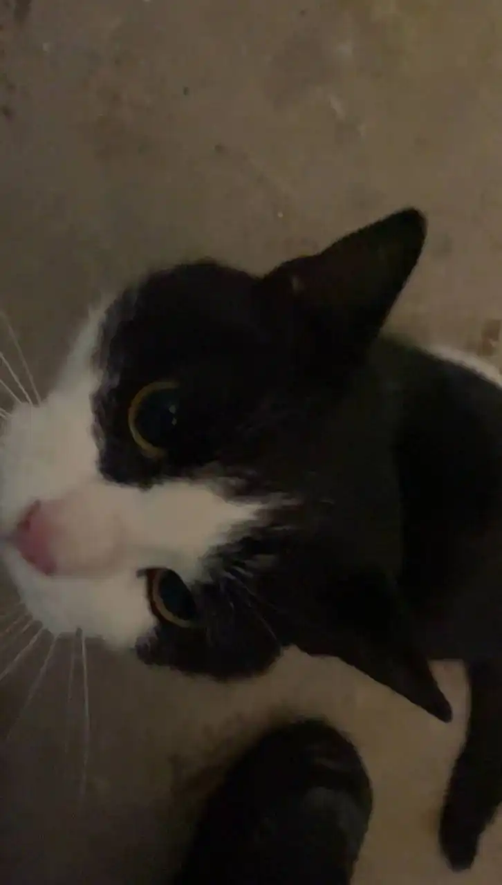 Потерянная кошка в Новоалександровске